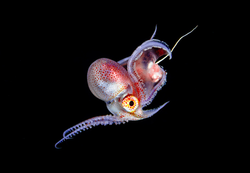 f26608d96de364829fe56678a2e7eb9c_김경신 850_8331_blanket_octopus.jpg